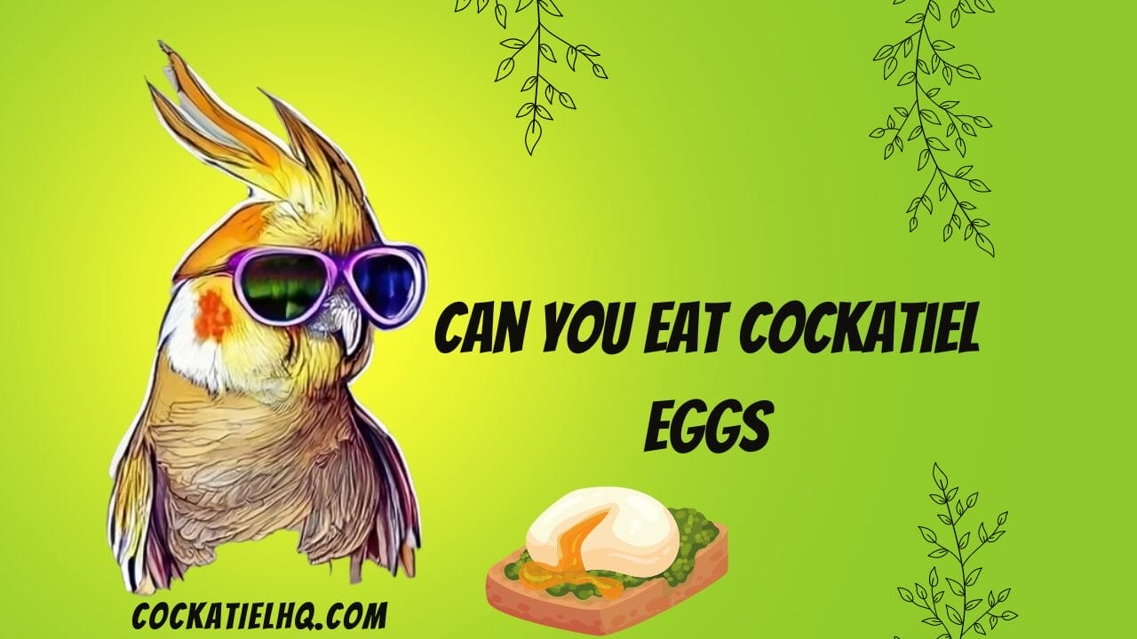 can you eat cockatiel eggs