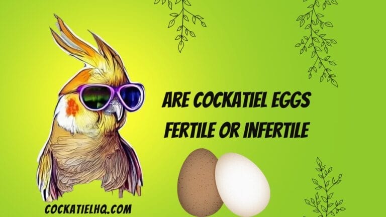cockatiel eggs fertile or infertile